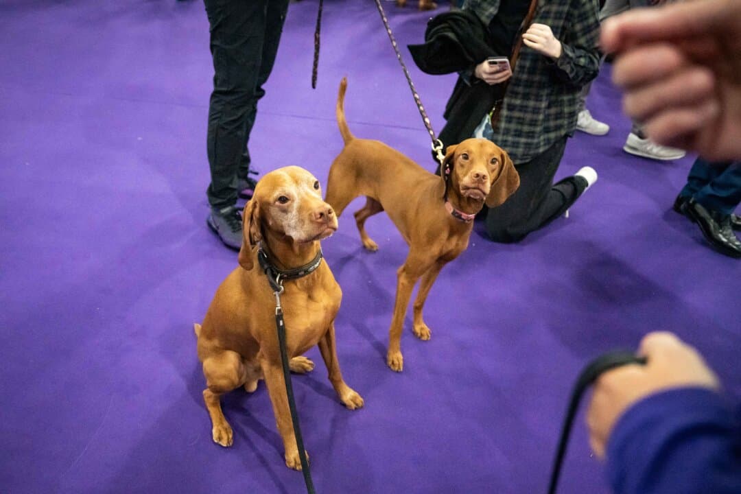 Dogs at the 149th Annual Westminster Kennel Club Dog Show at Jacob K. Javits Convention Center in New York City on Feb. 8, 2025. (Samira Bouaou/The Epoch Times)