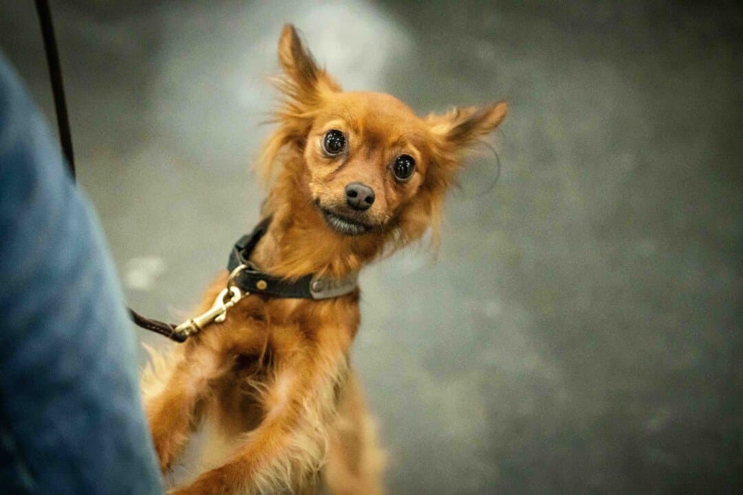 A dog at the 149th Annual Westminster Kennel Club Dog Show at Jacob K. Javits Convention Center in New York City on Feb. 8, 2025. (Samira Bouaou/The Epoch Times)