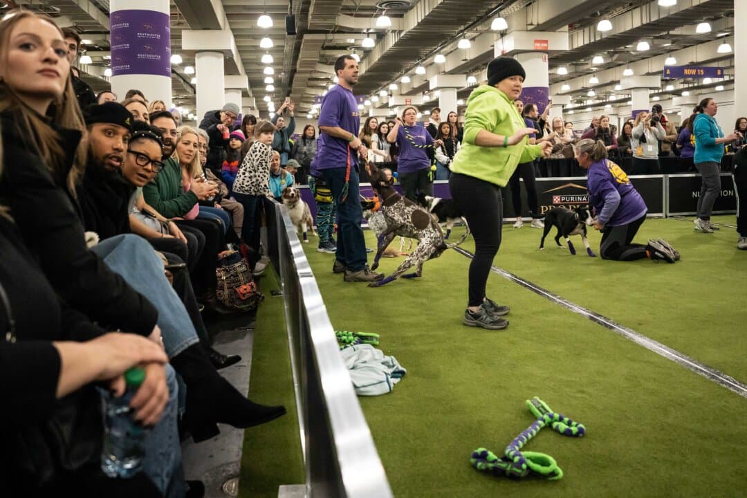 Handlers with their dogs at the 149th Annual Westminster Kennel Club Dog Show at Jacob K. Javits Convention Center in New York City on Feb. 8, 2025. (Samira Bouaou/The Epoch Times)