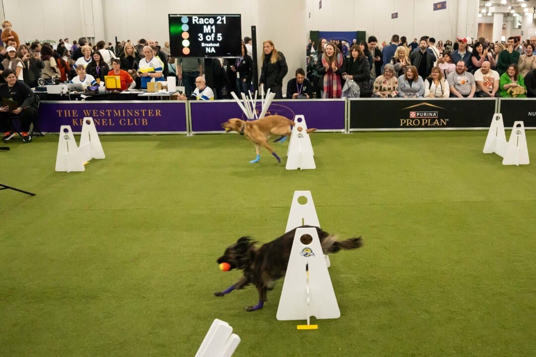 Dogs compete at the 149th Annual Westminster Kennel Club Dog Show at Jacob K. Javits Convention Center in New York City on Feb. 8, 2025. (Samira Bouaou/The Epoch Times)