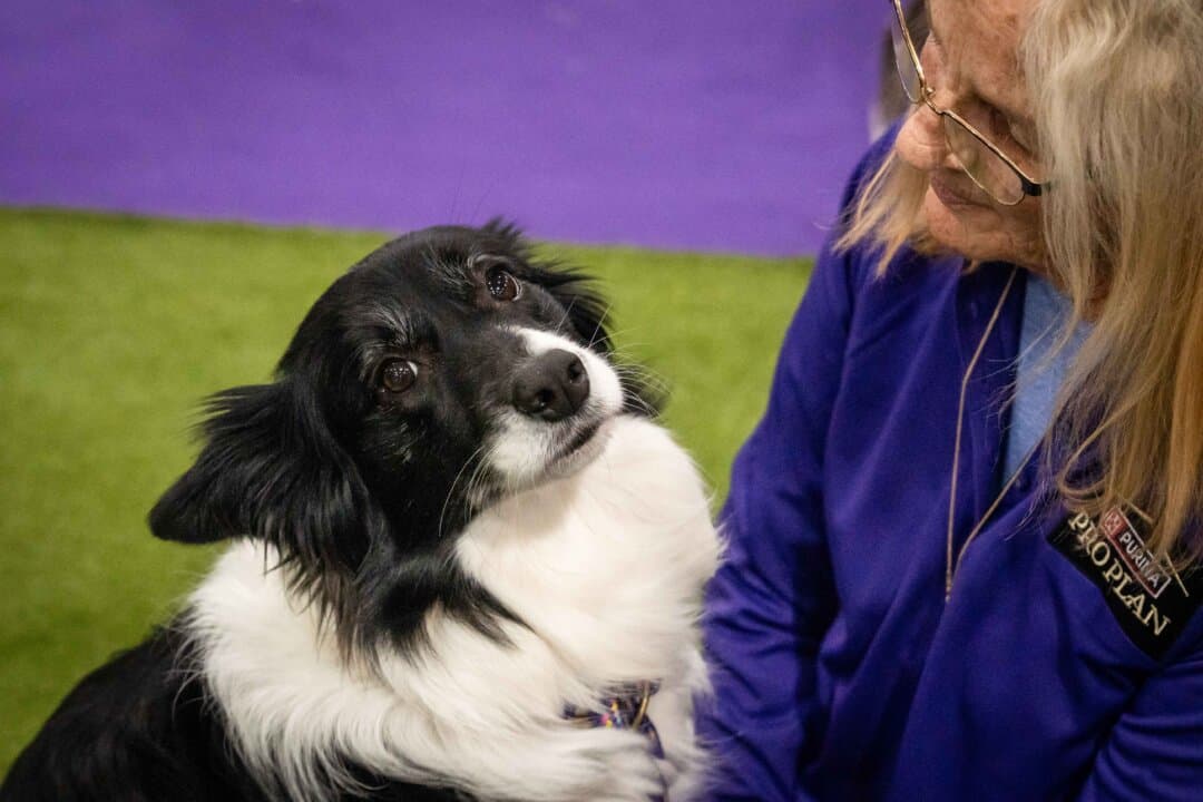 A handler with her dog at the agility competition at the 149th Annual Westminster Kennel Club Dog Show at Jacob K. Javits Convention Center in New York City on Feb. 8, 2025. (Samira Bouaou/The Epoch Times)