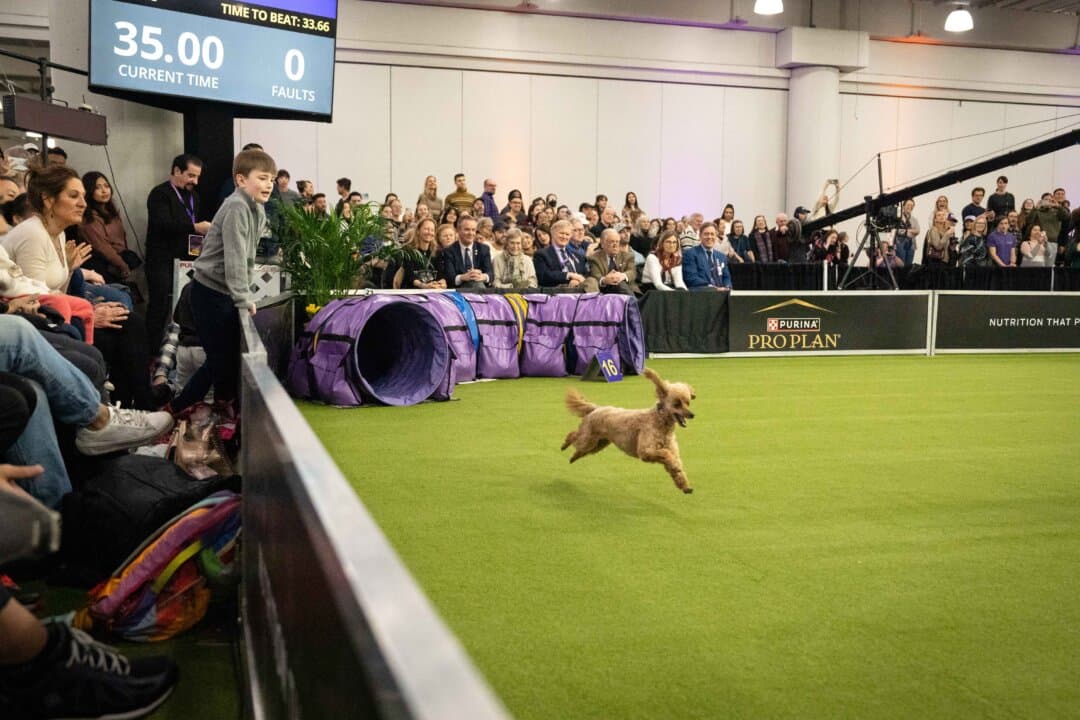 A dog competes in the agility competition at the 149th Annual Westminster Kennel Club Dog Show at Jacob K. Javits Convention Center in New York City on Feb. 8, 2025. (Samira Bouaou/The Epoch Times)