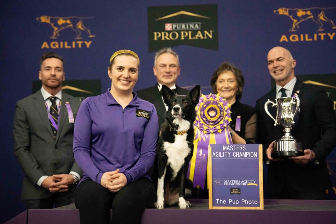 Vanish, a border collie, with handler Emily Klarman, wins the Masters Agility Championship at the 149th Annual Westminster Kennel Club Dog Show at Jacob K. Javits Convention Center in New York City on Feb. 8, 2025. (Samira Bouaou/The Epoch Times)