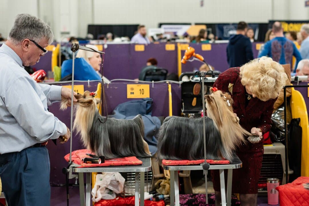Yorkshire terriers get ready to compete at the 149th Annual Westminster Kennel Club Dog Show at Jacob K. Javits Convention Center in New York City on Feb. 10, 2025. (Samira Bouaou/The Epoch Times)