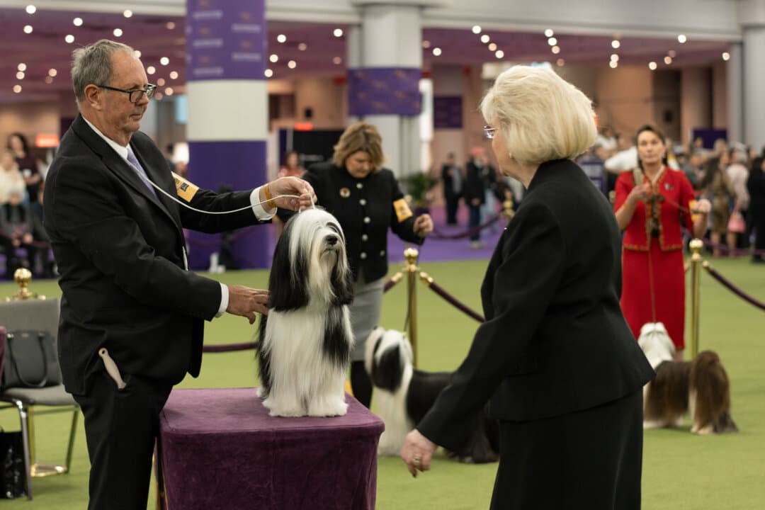 A Tibetan terrier is judged at the 149th Annual Westminster Kennel Club Dog Show at Jacob K. Javits Convention Center in New York City on Feb. 10, 2025. (Samira Bouaou/The Epoch Times)