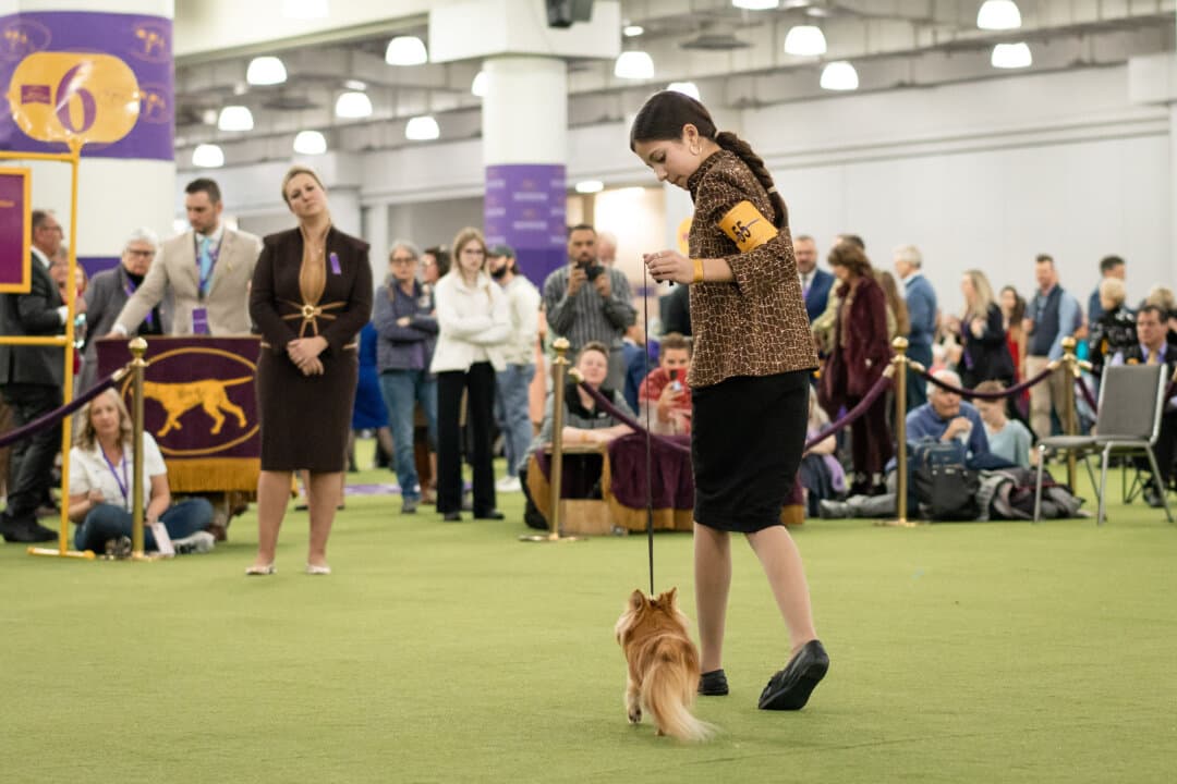 A girl competes with her Chihuahua at the 149th Annual Westminster Kennel Club Dog Show at Jacob K. Javits Convention Center in New York City on Feb. 10, 2025. (Samira Bouaou/The Epoch Times)