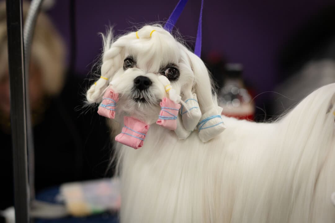 A Maltese gets ready at the 149th Annual Westminster Kennel Club Dog Show at Jacob K. Javits Convention Center in New York City on Feb. 10, 2025. (Samira Bouaou/The Epoch Times)