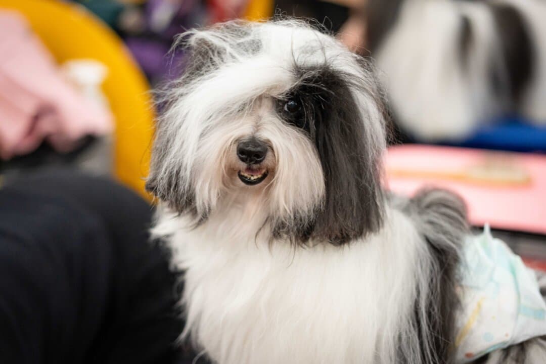 A Tibetan terrier at the 149th Annual Westminster Kennel Club Dog Show at Jacob K. Javits Convention Center in New York City on Feb. 10, 2025. (Samira Bouaou/The Epoch Times)