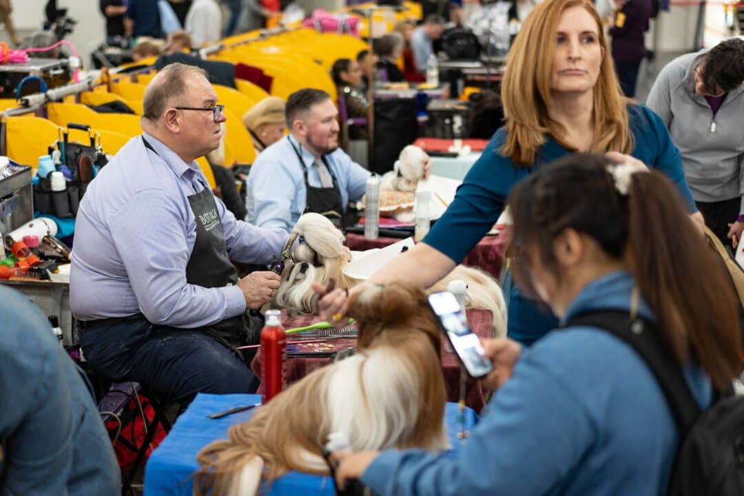 Shih Tzus get ready to compete at the 149th Annual Westminster Kennel Club Dog Show at Jacob K. Javits Convention Center in New York City on Feb. 10, 2025. (Samira Bouaou/The Epoch Times)