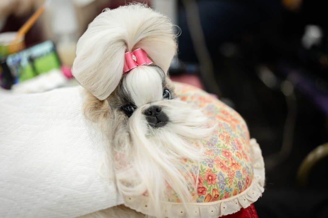 A Shih Tzu at the 149th Annual Westminster Kennel Club Dog Show at Jacob K. Javits Convention Center in New York City on Feb. 10, 2025. (Samira Bouaou/The Epoch Times)