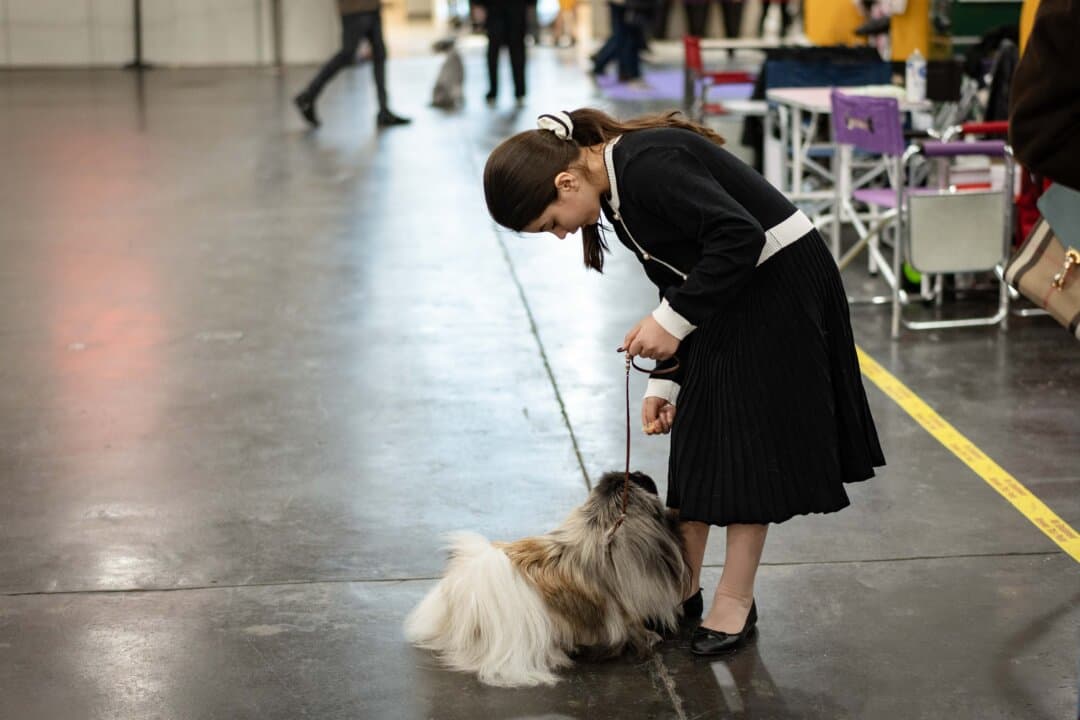 A girl with her dog at the 149th Annual Westminster Kennel Club Dog Show at Jacob K. Javits Convention Center in New York City on Feb. 10, 2025. (Samira Bouaou/The Epoch Times)