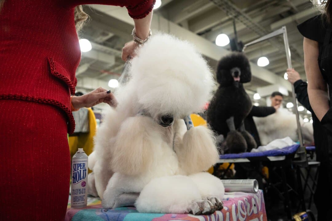 Poodles at the 149th Annual Westminster Kennel Club Dog Show at Jacob K. Javits Convention Center in New York City on Feb. 10, 2025. (Samira Bouaou/The Epoch Times)