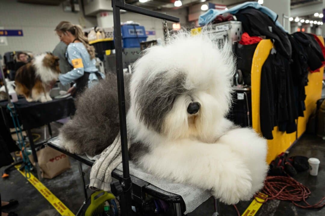 An Old English sheepdog gets ready to compete at the 149th Annual Westminster Kennel Club Dog Show at Jacob K. Javits Convention Center in New York City on Feb. 10, 2025. (Samira Bouaou/The Epoch Times)