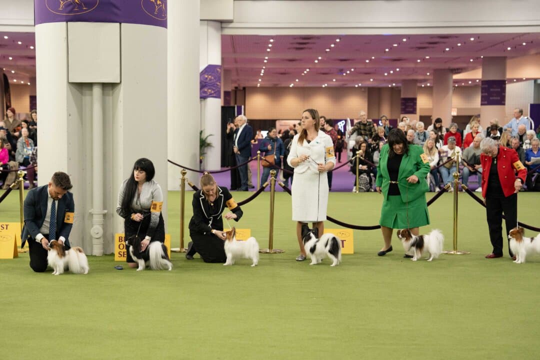 Papillon dogs at the 149th Annual Westminster Kennel Club Dog Show at Jacob K. Javits Convention Center in New York City on Feb. 10, 2025. (Samira Bouaou/The Epoch Times)