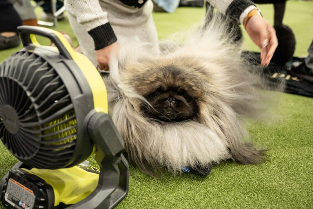 A Pekingese dog cools off at the 149th Annual Westminster Kennel Club Dog Show at Jacob K. Javits Convention Center in New York City on Feb. 10, 2025. (Samira Bouaou/The Epoch Times)