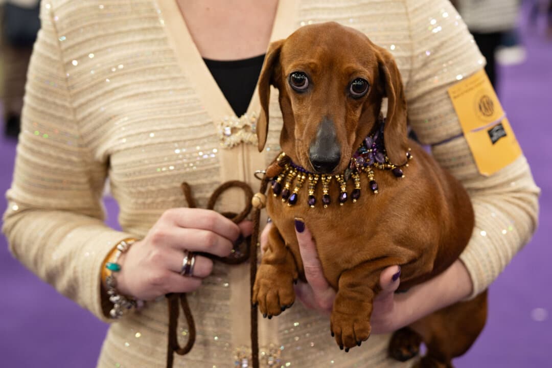 A Dachshund at the 149th Annual Westminster Kennel Club Dog Show at Jacob K. Javits Convention Center in New York City on Feb. 10, 2025. (Samira Bouaou/The Epoch Times)