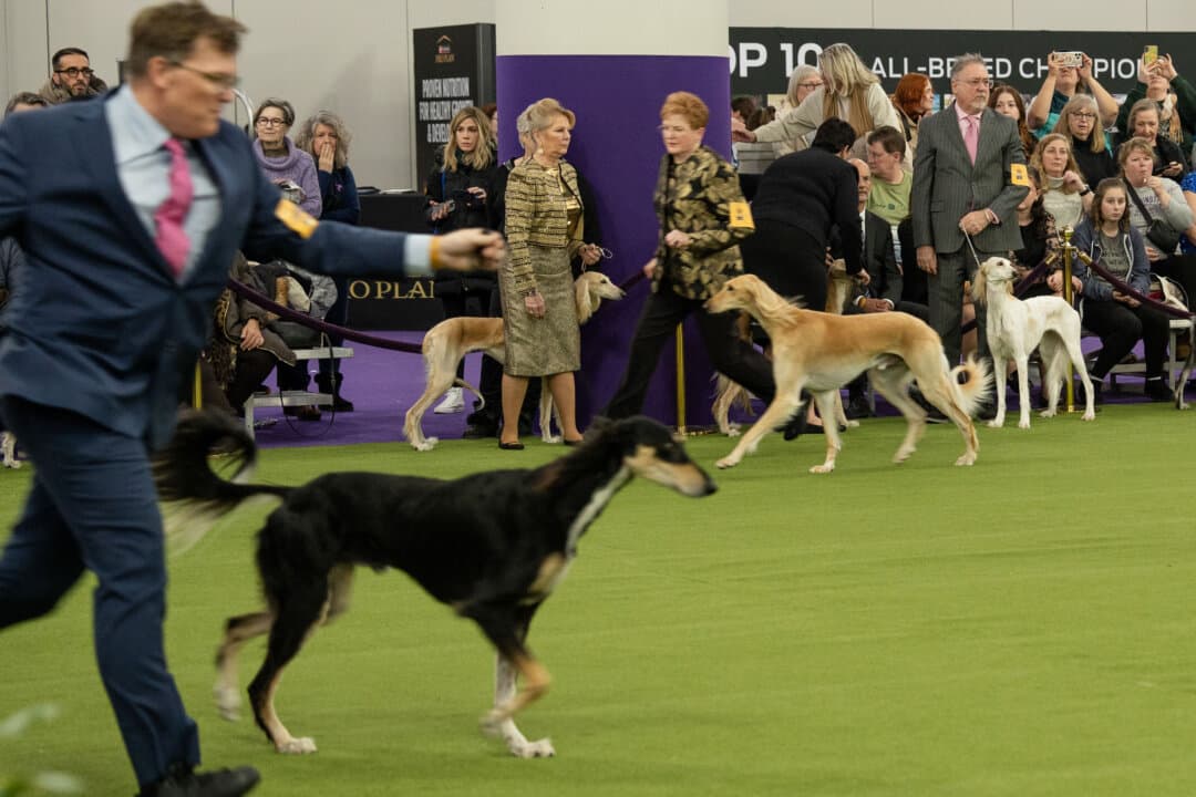 Salukis and their owners compete at the 149th Annual Westminster Kennel Club Dog Show at Jacob K. Javits Convention Center in New York City on Feb. 10, 2025. (Samira Bouaou/The Epoch Times)