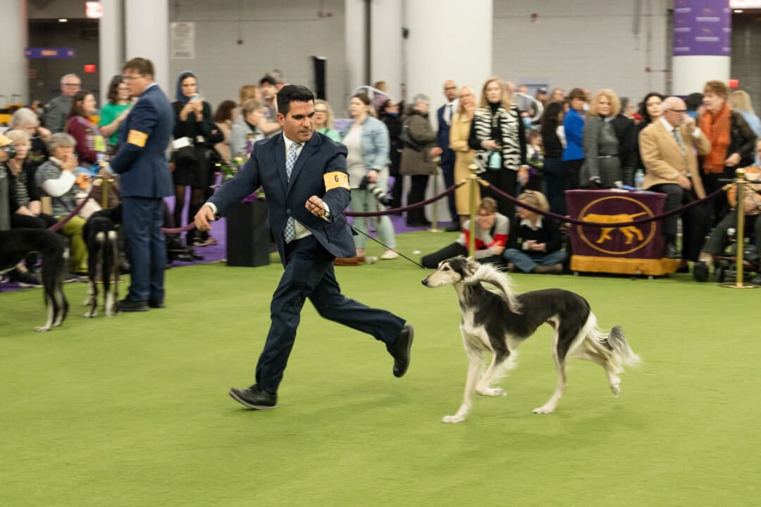 Salukis and their owners compete at the 149th Annual Westminster Kennel Club Dog Show at Jacob K. Javits Convention Center in New York City on Feb. 10, 2025. (Samira Bouaou/The Epoch Times)