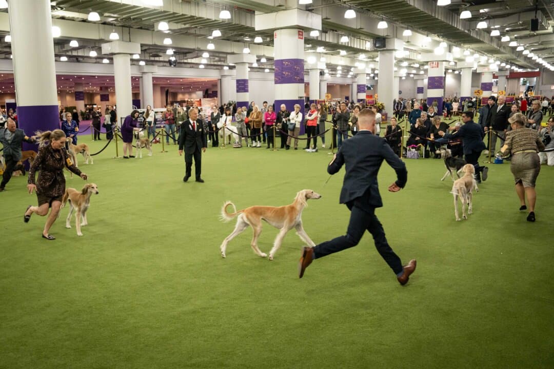 Salukis and their owners compete at the 149th Annual Westminster Kennel Club Dog Show at Jacob K. Javits Convention Center in New York City on Feb. 10, 2025. (Samira Bouaou/The Epoch Times)