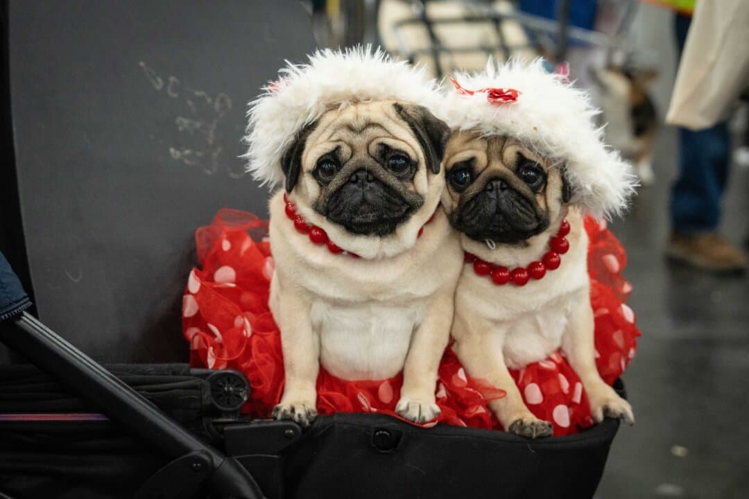 Pugs at the 149th Annual Westminster Kennel Club Dog Show at Jacob K. Javits Convention Center in New York City on Feb. 10, 2025. (Samira Bouaou/The Epoch Times)