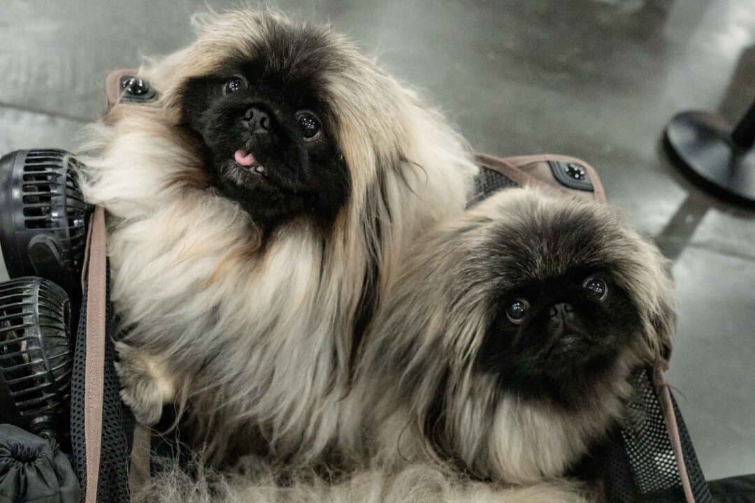 Pekingese dogs at the 149th Annual Westminster Kennel Club Dog Show at Jacob K. Javits Convention Center in New York City on Feb. 10, 2025. (Samira Bouaou/The Epoch Times)
