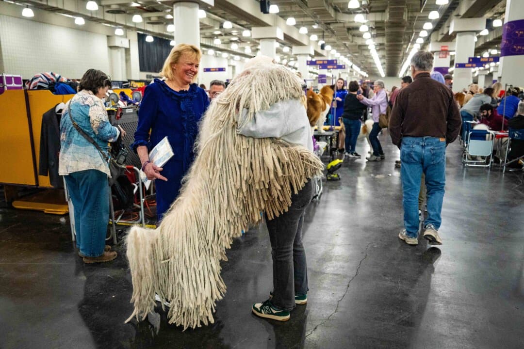 A komondor hugs a woman at the 149th Annual Westminster Kennel Club Dog Show at Jacob K. Javits Convention Center in New York City on Feb. 11, 2025. (Samira Bouaou/The Epoch Times)