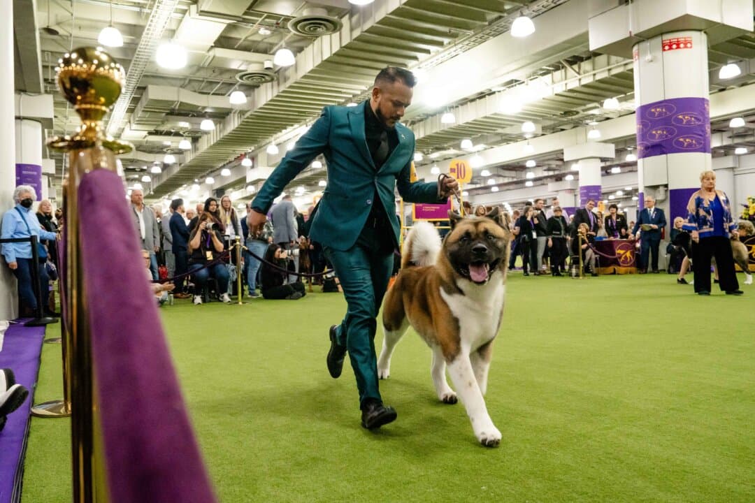 An American Akita competes at the 149th Annual Westminster Kennel Club Dog Show at Jacob K. Javits Convention Center in New York City on Feb. 11, 2025. (Samira Bouaou/The Epoch Times)