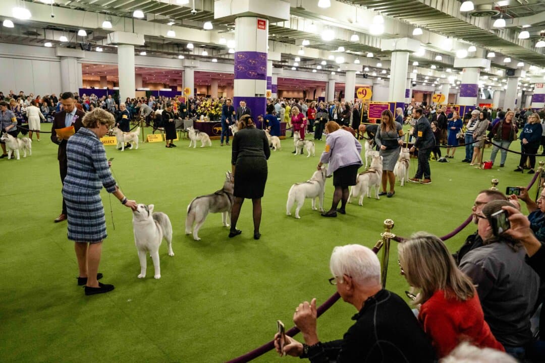 Siberian huskies compete at the 149th Annual Westminster Kennel Club Dog Show at Jacob K. Javits Convention Center in New York City on Feb. 11, 2025. (Samira Bouaou/The Epoch Times)