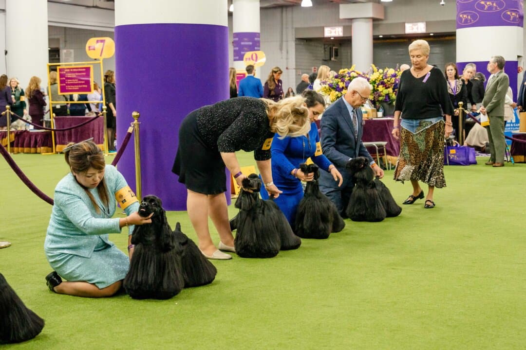 Cocker spaniels compete at the 149th Annual Westminster Kennel Club Dog Show at Jacob K. Javits Convention Center in New York City on Feb. 11, 2025. (Samira Bouaou/The Epoch Times)