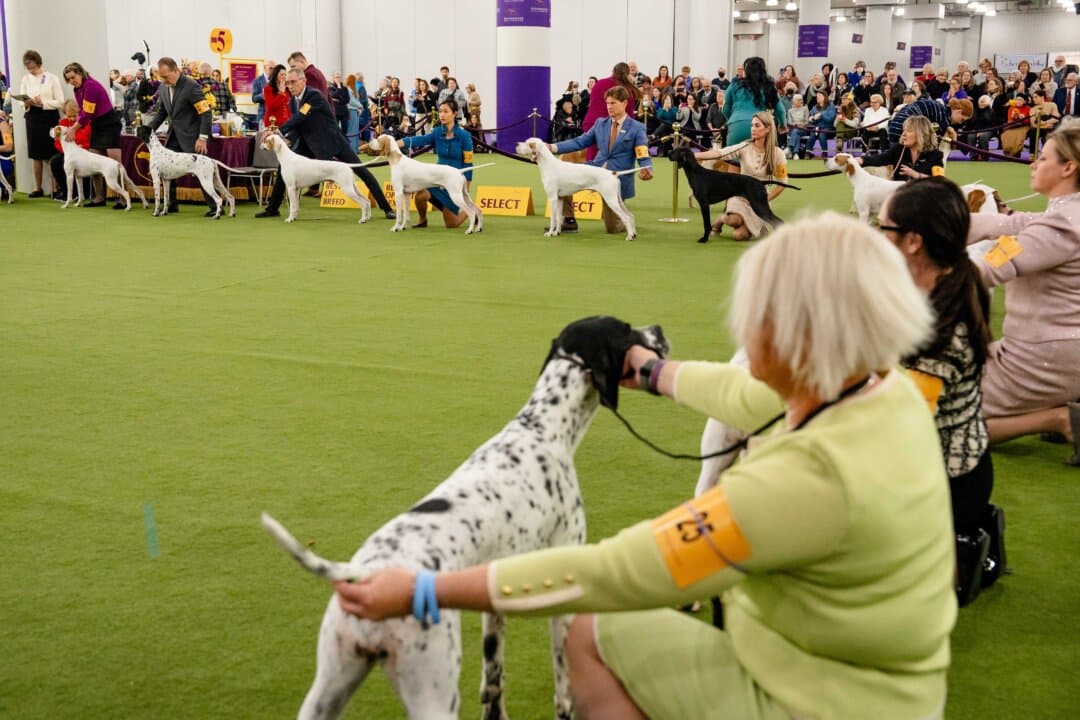 Pointers compete at the 149th Annual Westminster Kennel Club Dog Show at Jacob K. Javits Convention Center in New York City on Feb. 11, 2025. (Samira Bouaou/The Epoch Times)