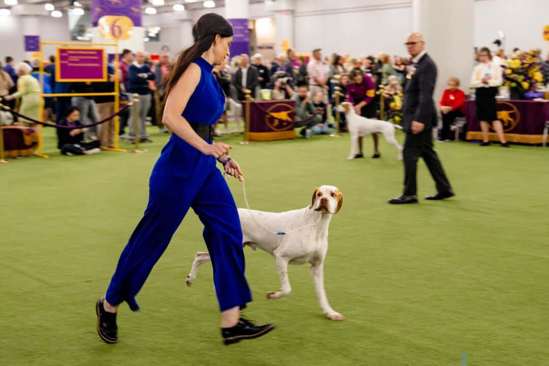 Pointers compete at the 149th Annual Westminster Kennel Club Dog Show at Jacob K. Javits Convention Center in New York City on Feb. 11, 2025. (Samira Bouaou/The Epoch Times)