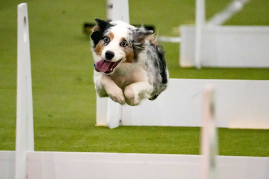 A dog competes in the agility competition at the 149th Annual Westminster Kennel Club Dog Show at Jacob K. Javits Convention Center in New York City on Feb. 8, 2025. (Samira Bouaou/The Epoch Times)