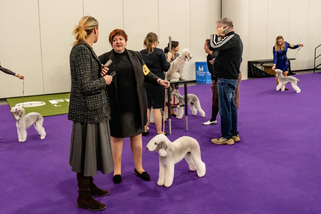 Bedlington terriers get ready to compete at the 149th Annual Westminster Kennel Club Dog Show at Jacob K. Javits Convention Center in New York City on Feb. 11, 2025. (Samira Bouaou/The Epoch Times)