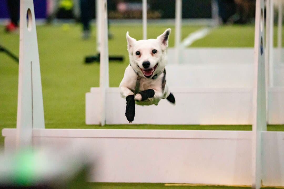 A dog competes in the agility competition at the 149th Annual Westminster Kennel Club Dog Show at Jacob K. Javits Convention Center in New York City on Feb. 8, 2025. (Samira Bouaou/The Epoch Times)