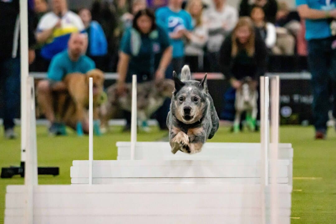 A dog competes at the 149th Annual Westminster Kennel Club Dog Show at Jacob K. Javits Convention Center in New York City on Feb. 8, 2025. (Samira Bouaou/The Epoch Times)