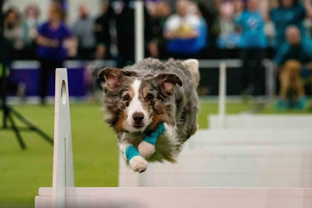 A dog competes at the 149th Annual Westminster Kennel Club Dog Show at Jacob K. Javits Convention Center in New York City on Feb. 8, 2025. (Samira Bouaou/The Epoch Times)