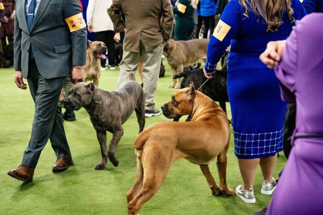 Boxers at the 149th Annual Westminster Kennel Club Dog Show at Jacob K. Javits Convention Center in New York City on Feb. 11, 2025. (Samira Bouaou/The Epoch Times)