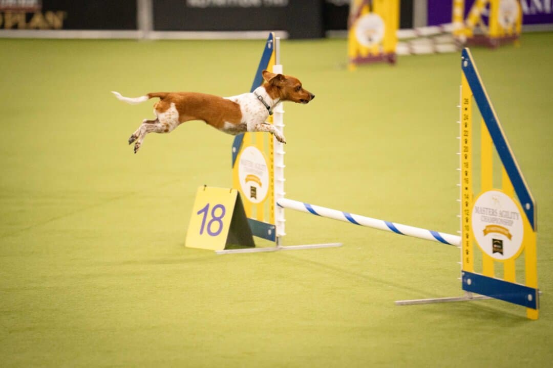 A dog competes in the agility competition at the 149th Annual Westminster Kennel Club Dog Show at Jacob K. Javits Convention Center in New York City on Feb. 8, 2025. (Samira Bouaou/The Epoch Times)