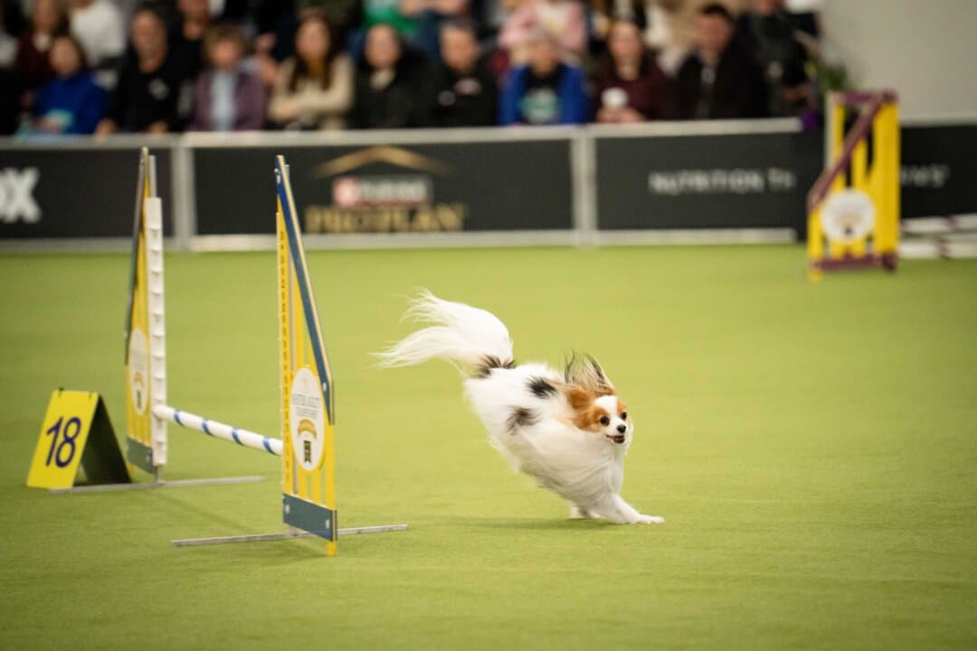 A dog competes in the agility competition at the 149th Annual Westminster Kennel Club Dog Show at Jacob K. Javits Convention Center in New York City on Feb. 8, 2025. (Samira Bouaou/The Epoch Times)