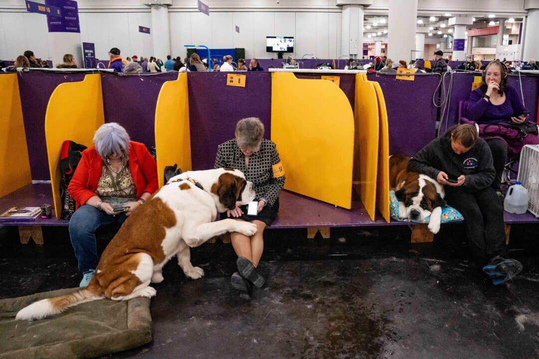 Saint Bernards at the 149th Annual Westminster Kennel Club Dog Show at Jacob K. Javits Convention Center in New York City on Feb. 11, 2025. (Samira Bouaou/The Epoch Times)