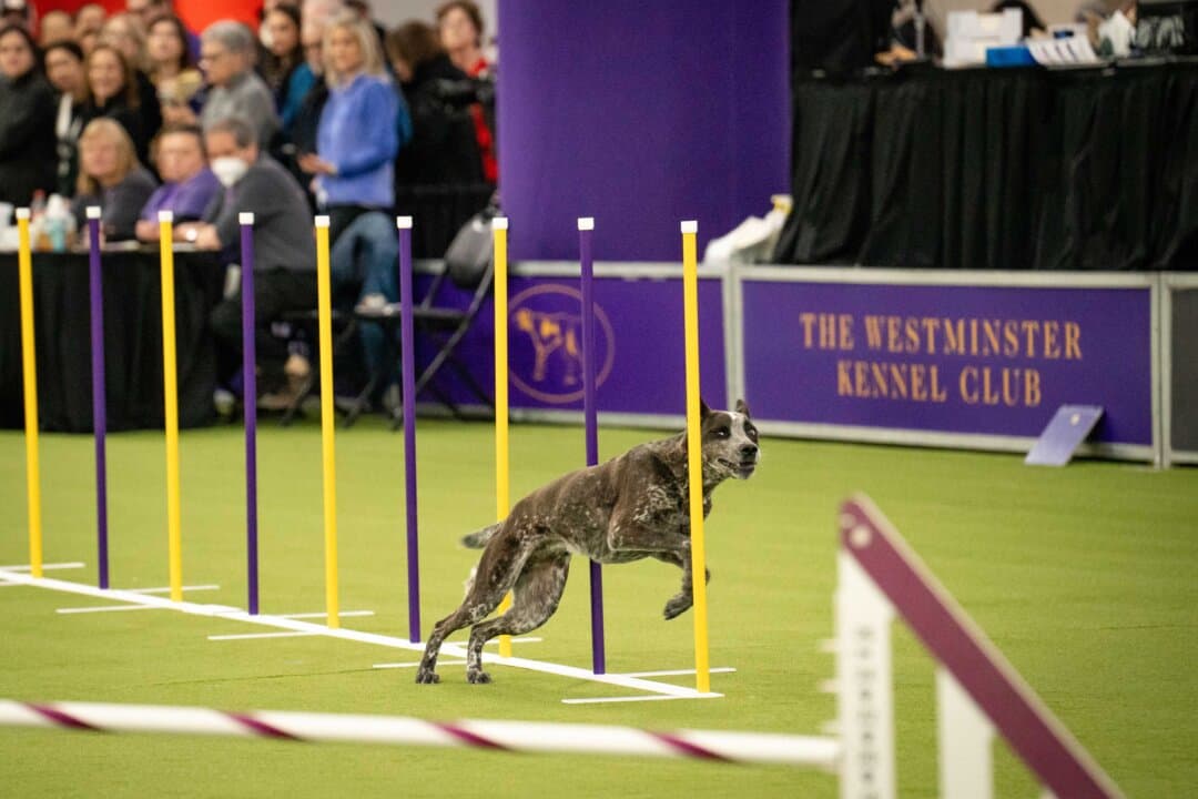 A dog competes in the agility competition at the 149th Annual Westminster Kennel Club Dog Show at Jacob K. Javits Convention Center in New York City on Feb. 8, 2025. (Samira Bouaou/The Epoch Times)