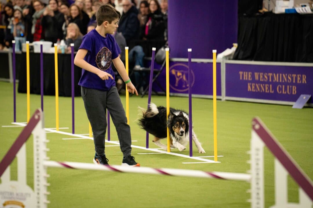 A dog competes in the agility competition at the 149th Annual Westminster Kennel Club Dog Show at Jacob K. Javits Convention Center in New York City on Feb. 8, 2025. (Samira Bouaou/The Epoch Times)