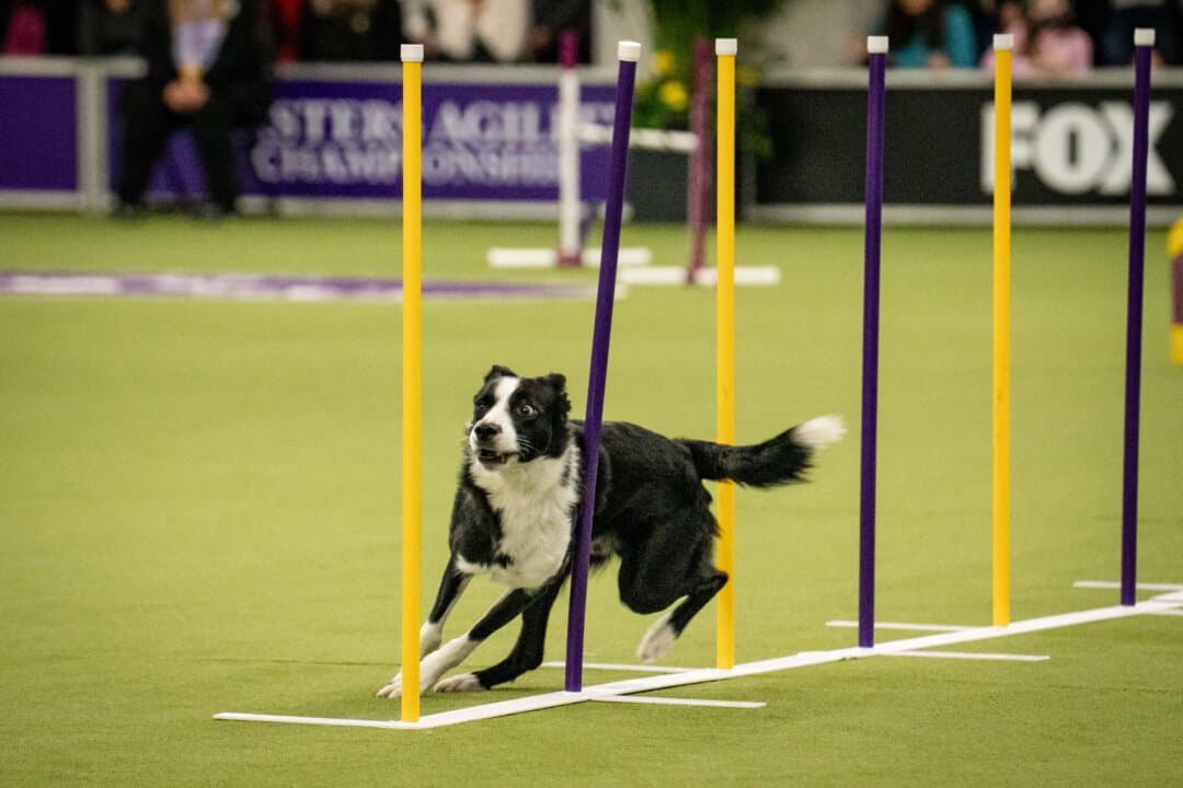 A dog competes in the agility competition at the 149th Annual Westminster Kennel Club Dog Show at Jacob K. Javits Convention Center in New York City on Feb. 8, 2025. (Samira Bouaou/The Epoch Times)