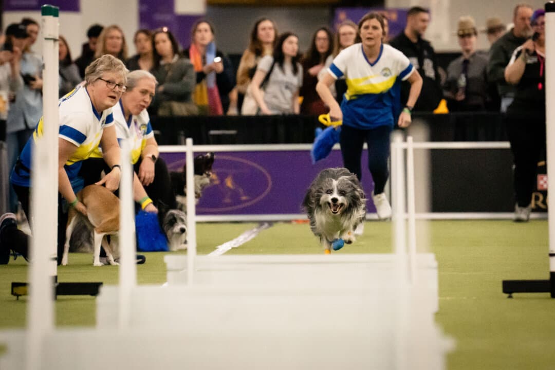 A dog competes at the 149th Annual Westminster Kennel Club Dog Show at Jacob K. Javits Convention Center in New York City on Feb. 8, 2025. (Samira Bouaou/The Epoch Times)