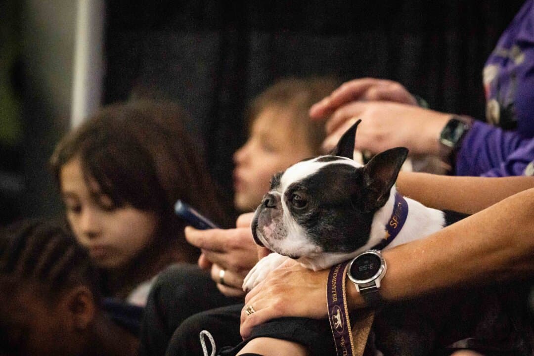 A dog watches the agility competition at the 149th Annual Westminster Kennel Club Dog Show at Jacob K. Javits Convention Center in New York City on Feb. 8, 2025. (Samira Bouaou/The Epoch Times)