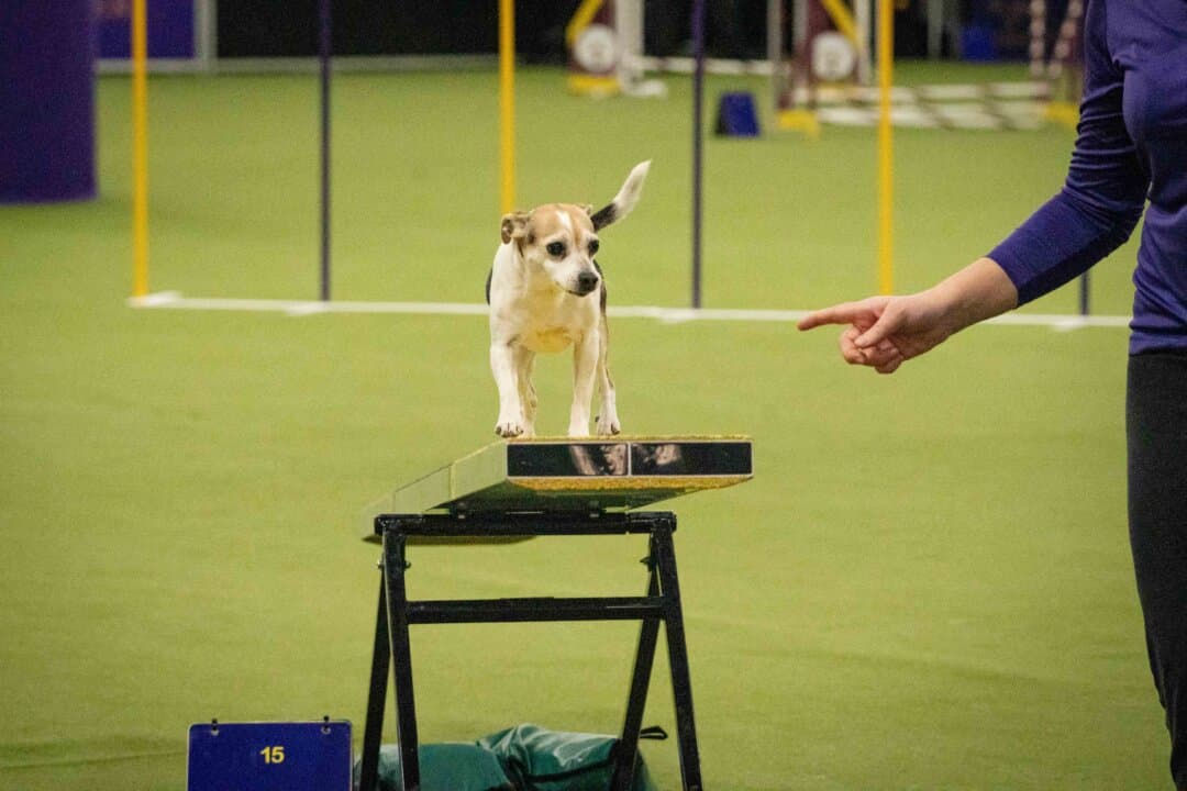 A dog competes in the agility competition at the 149th Annual Westminster Kennel Club Dog Show at Jacob K. Javits Convention Center in New York City on Feb. 8, 2025. (Samira Bouaou/The Epoch Times)