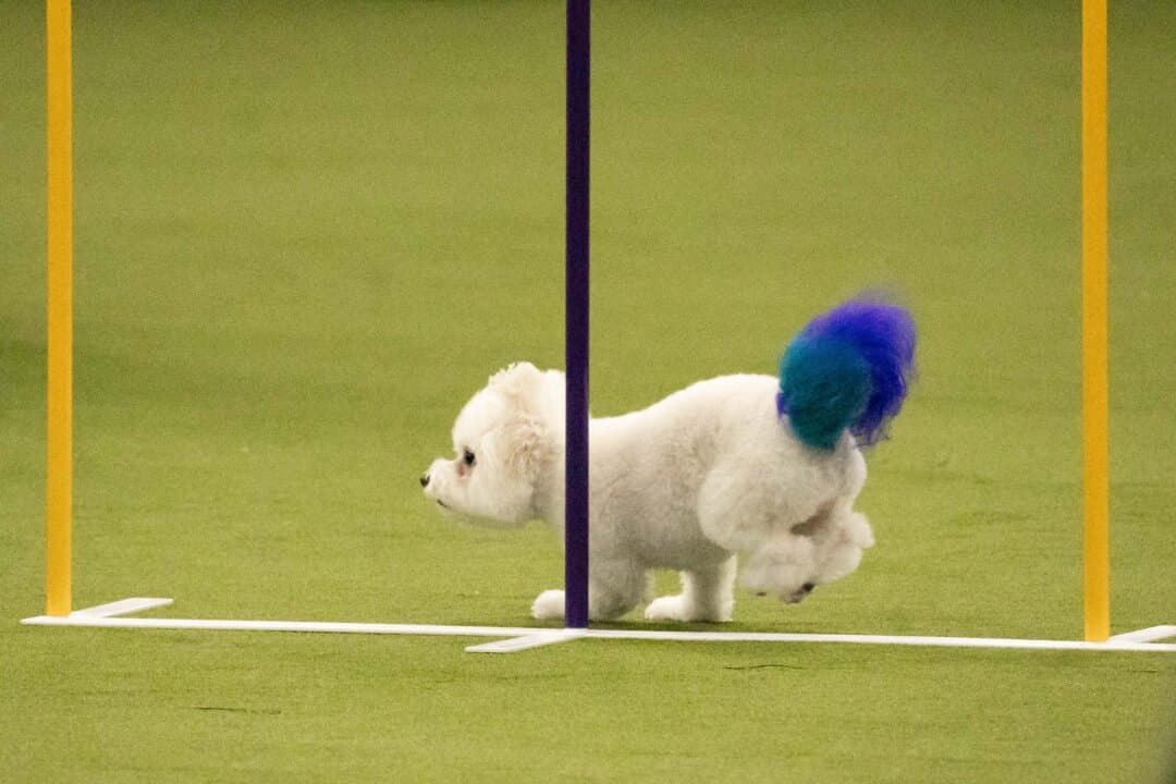 A dog competes in the agility competition at the 149th Annual Westminster Kennel Club Dog Show at Jacob K. Javits Convention Center in New York City on Feb. 8, 2025. (Samira Bouaou/The Epoch Times)