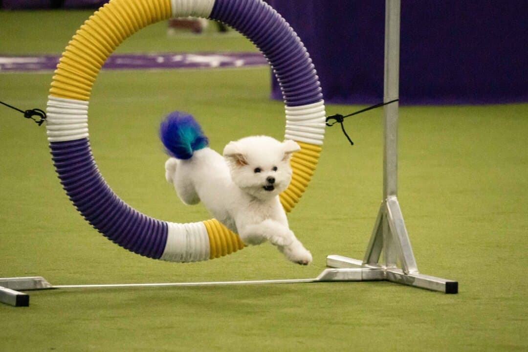 A dog competes in the agility competition at the 149th Annual Westminster Kennel Club Dog Show at Jacob K. Javits Convention Center in New York City on Feb. 8, 2025. (Samira Bouaou/The Epoch Times)