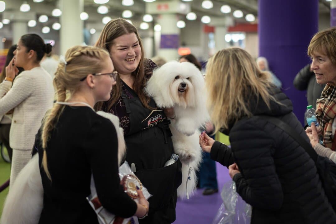 People interact with a Coton de Tulear at the 149th Annual Westminster Kennel Club Dog Show at Jacob K. Javits Convention Center in New York City on Feb. 10, 2025. (Samira Bouaou/The Epoch Times)