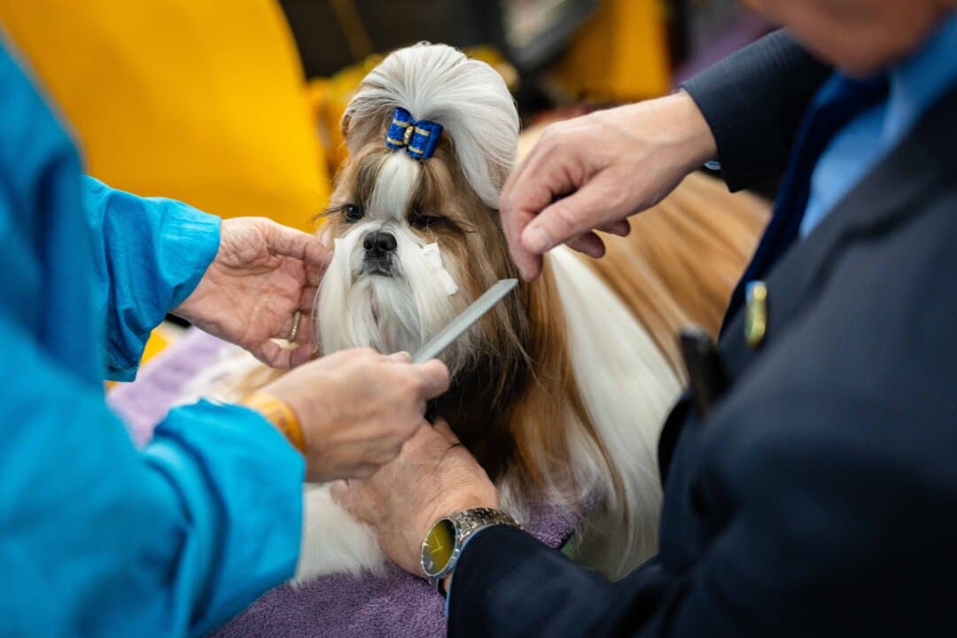 A Shih Tzu at the 149th Annual Westminster Kennel Club Dog Show at Jacob K. Javits Convention Center in New York City on Feb. 10, 2025. (Samira Bouaou/The Epoch Times)